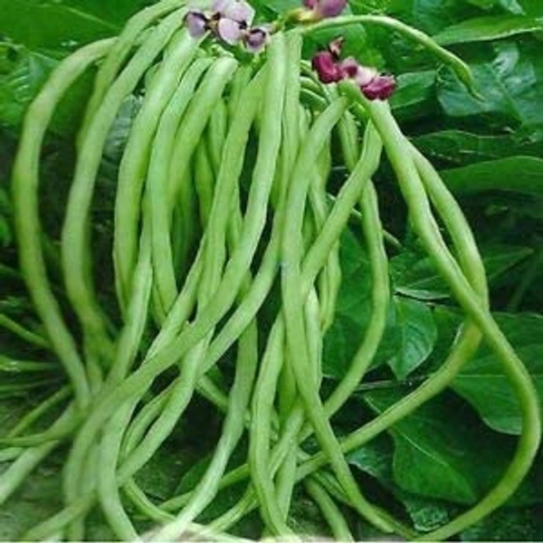 Lobiya - 250 Grams
