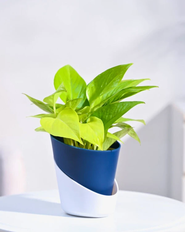 TGW Golden Money Plant With Self Watering Atlantis Planter - Midnight Blue