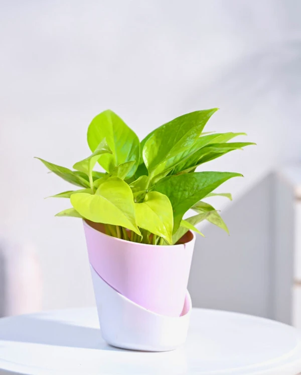 TGW Golden Money Plant With Self Watering Atlantis Planter - Pink