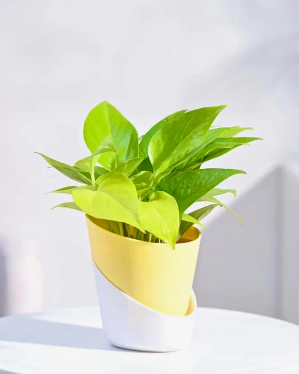 TGW Golden Money Plant With Self Watering Atlantis Planter - Yellow