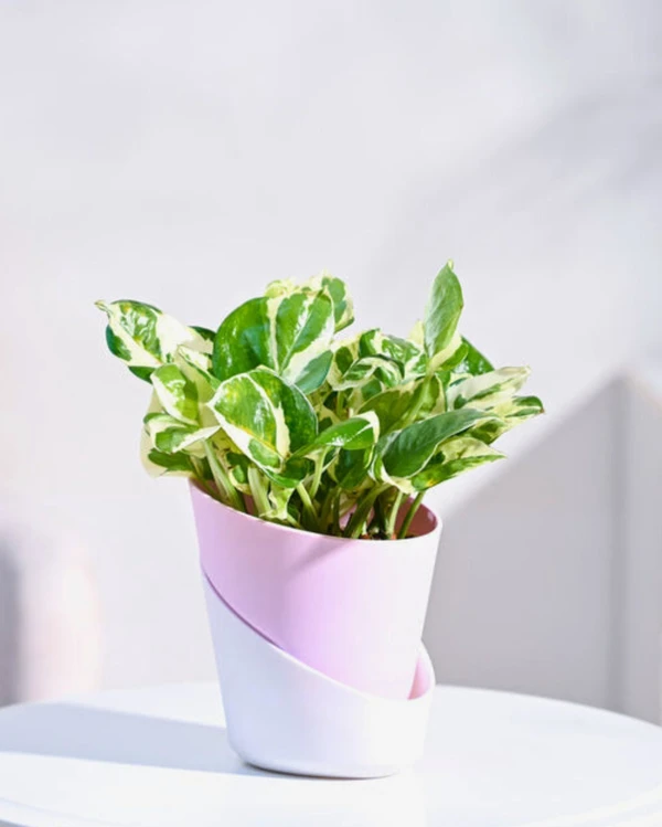 TGW Money Plant N'Joy With Self Watering Atlantis Planter - Pink