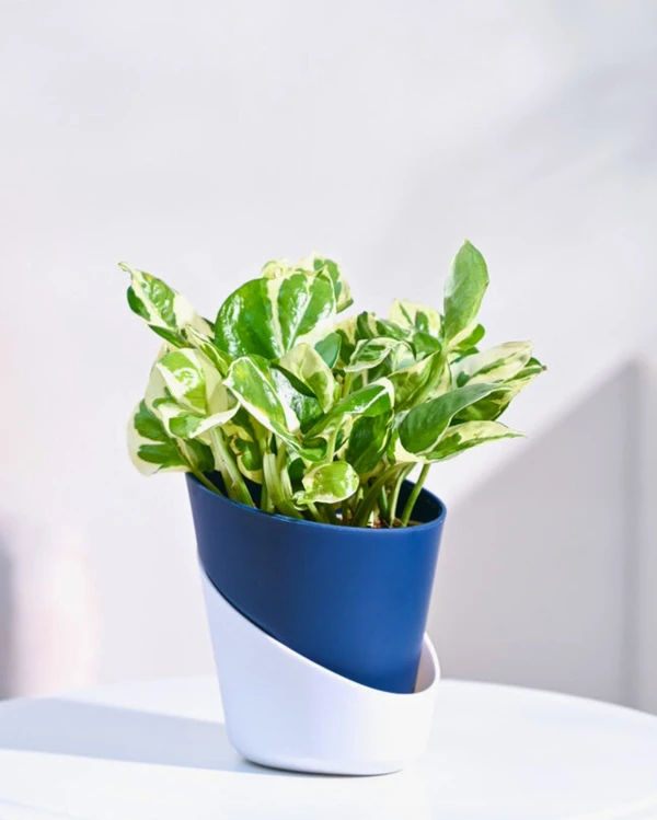 TGW Money Plant N'Joy With Self Watering Atlantis Planter - Midnight Blue