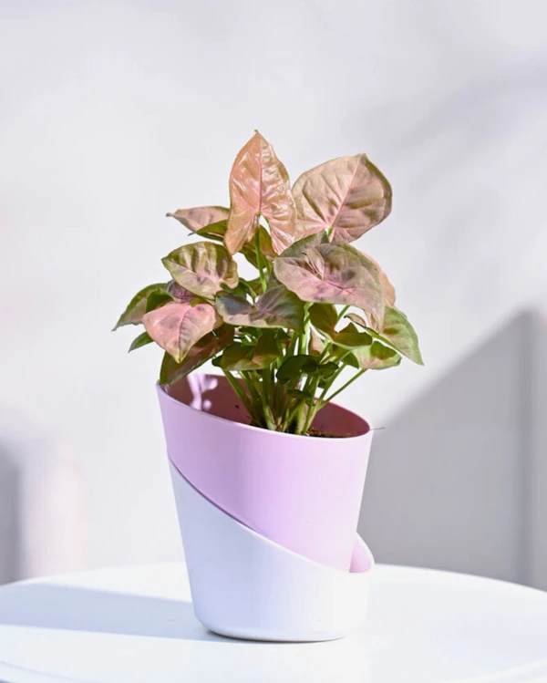 TGW Syngonium Pink Plant With Self Watering Atlantis Planter - Pink