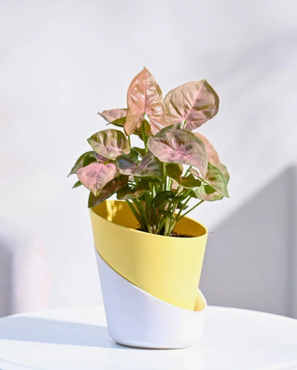 TGW Syngonium Pink Plant With Self Watering Atlantis Planter - Yellow