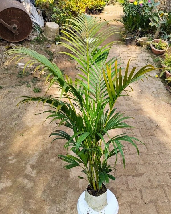 Areca Palm In 5 Inch Grow Bag