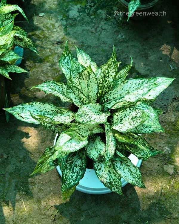 Aglaonema Snow White In 7 Inch Grow Bag