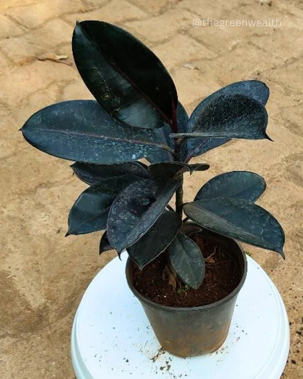  Rubber Plant In 6 Inch Grow Planter