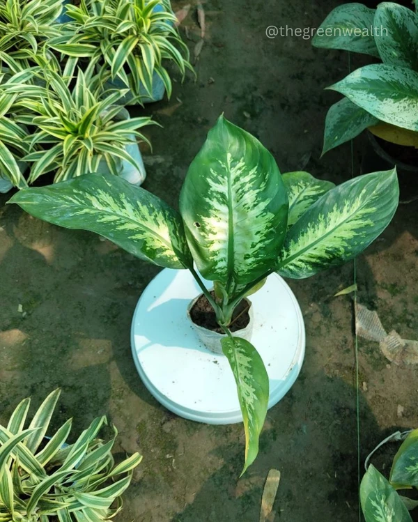 Dieffenbachia In 7 Inch Grow Bag