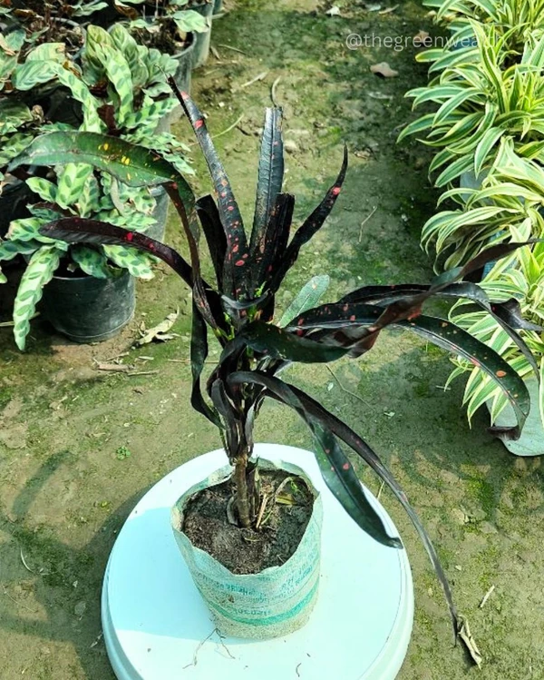 Croton Black Leaf In 7 Inch Grow Bag