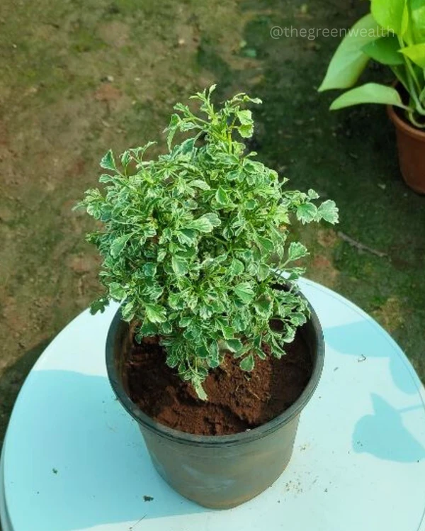 Aralia plant In 6 Inch Grow Planter