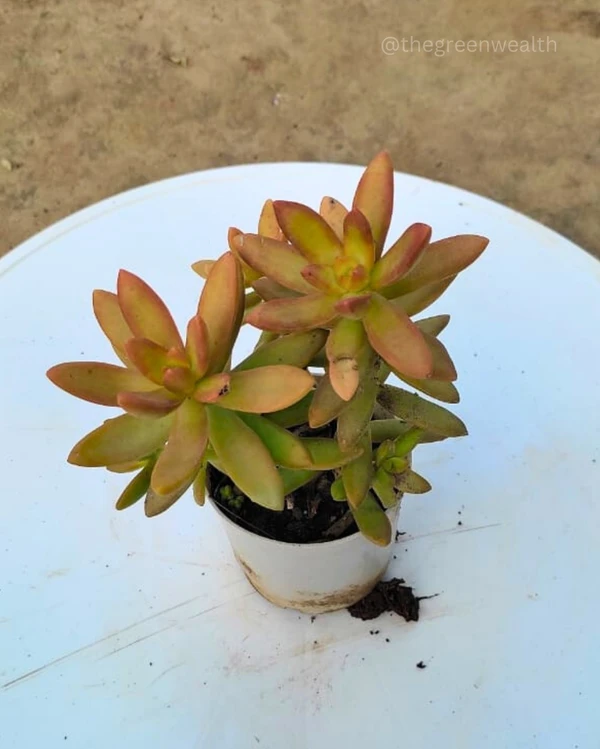Succulent in 3 Inch Grow Planter