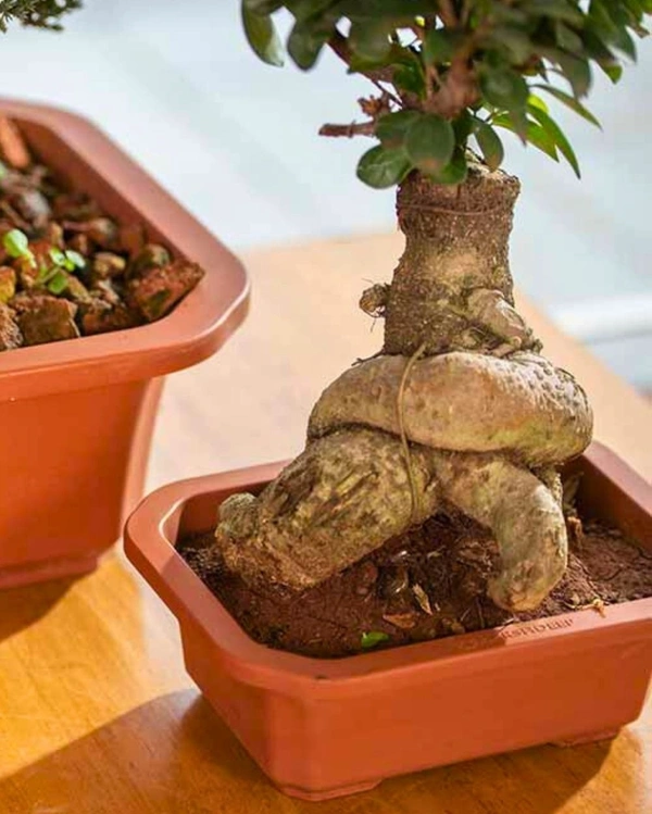 JUNIPER PLANTER - 11 Inch, Teracota