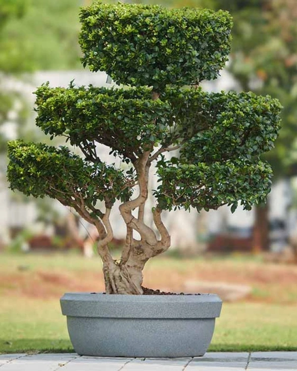 LOTUS BOWL PLANTERS - 24 Inch, Midnight Stone