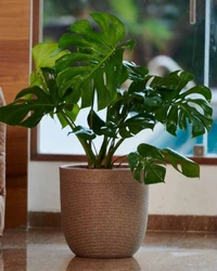 MILANO SHORT STONE FINISH PLANTER - 12 Inch, Cream Stone