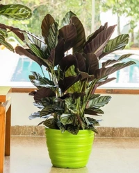 PHOENIX PLANTER - 10 Inch, Blue