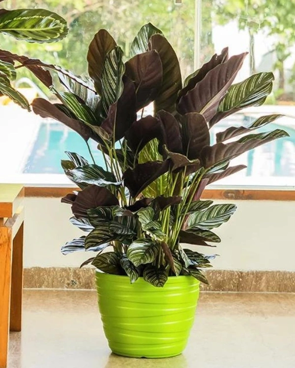 PHOENIX PLANTER - 10 Inch, Blue