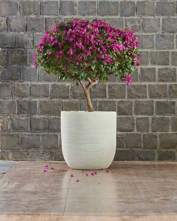 RIB SHORT PLANTER - 14 Inch, Dark Brown Matt