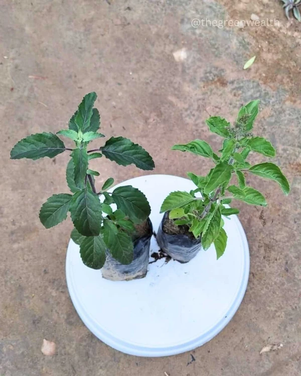 Rama & Shyama Tulsi (Set of 2) - 3 Inch Grow Bag