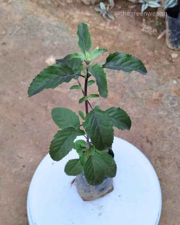 Shyama Tulsi Plant - 3 Inch Grow Bag