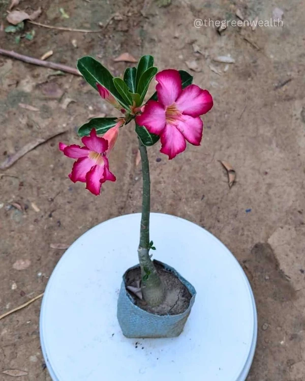 Adenium Plant (any colour)  - 5 Inch Grow Bag