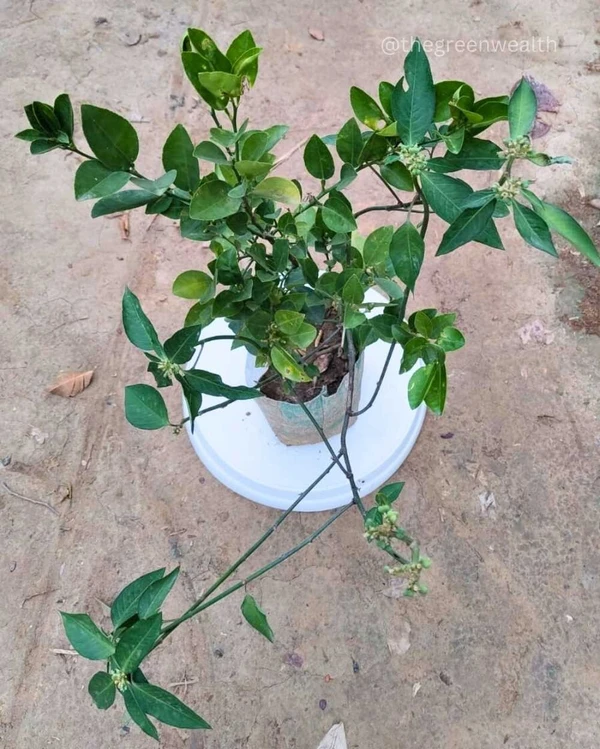 Kagzi Lemon (Nimbu) Plant  - 5 Inch Grow Bag