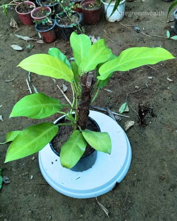 Philodendron Golden with Small Moss Stick  - 5 Inch Grow Pot