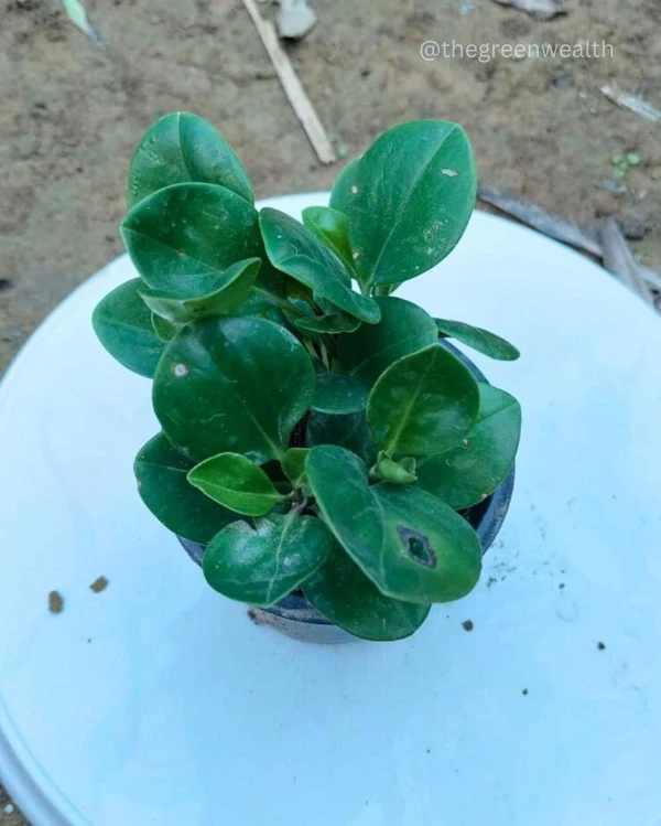  Peperomia Green Plant - 4 Inch Grow Pot