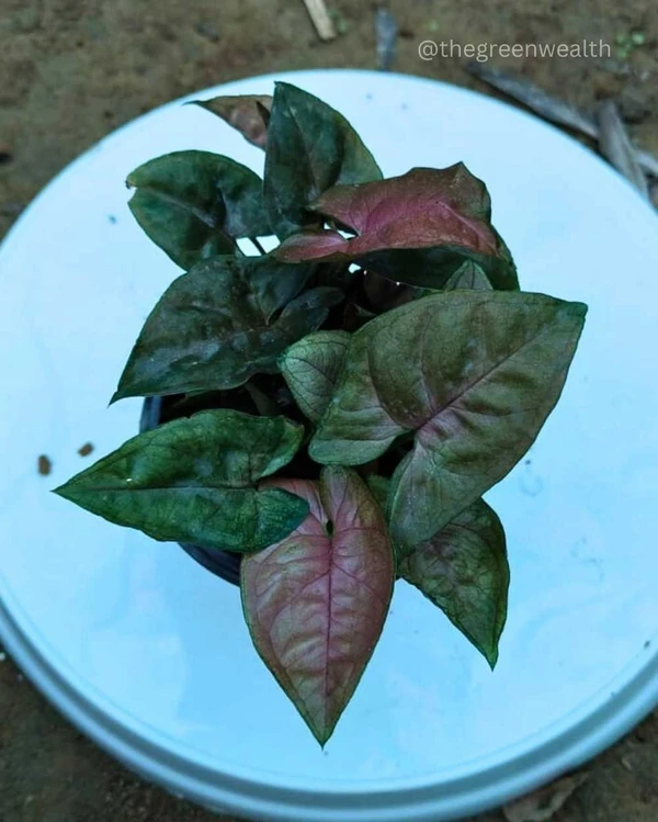 Syngonium Bronze Plant - 4 Inch Grow Pot