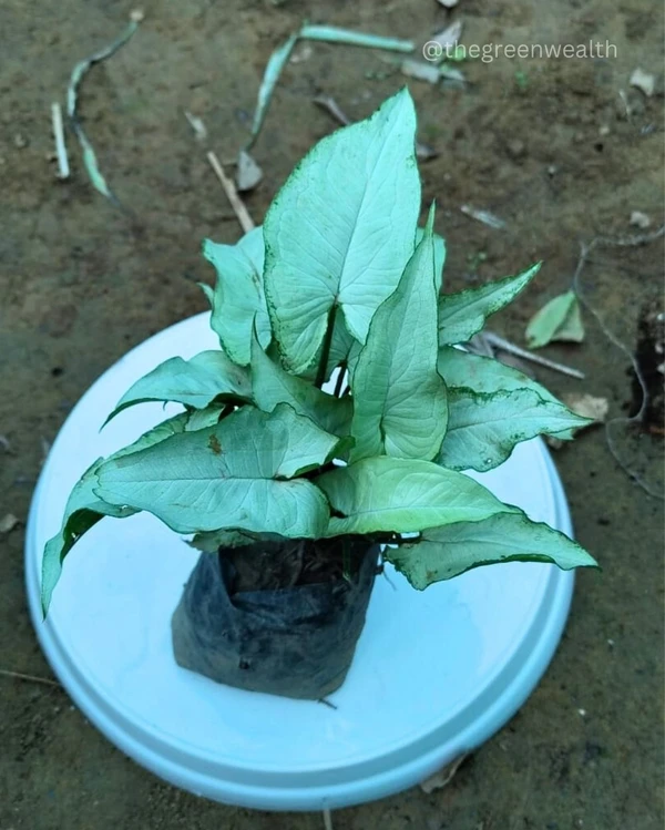 Syngonium Plant  - 4 Inch Grow bag