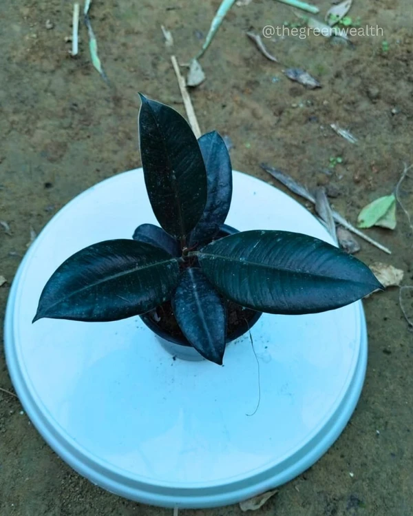  Black Rubber Plant - 4 Inch Grow Planter