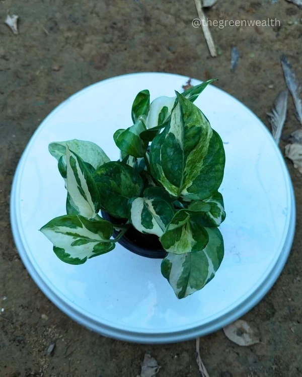 Marble Money Plant - 4 Inch Grow Planter