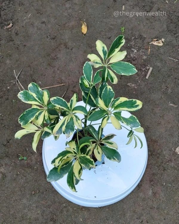  Variegated Schefflera - 4 Inch Grow Bag