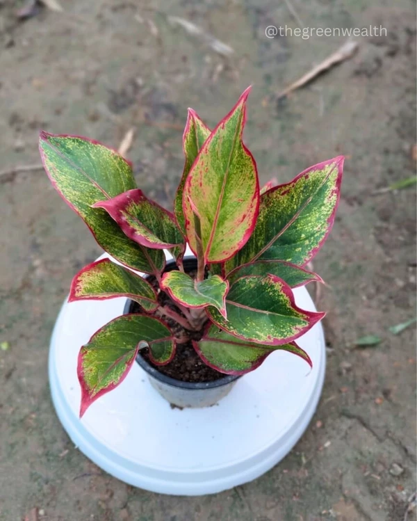 Aglaonema Lipstick - 5 Inch Grow Pot