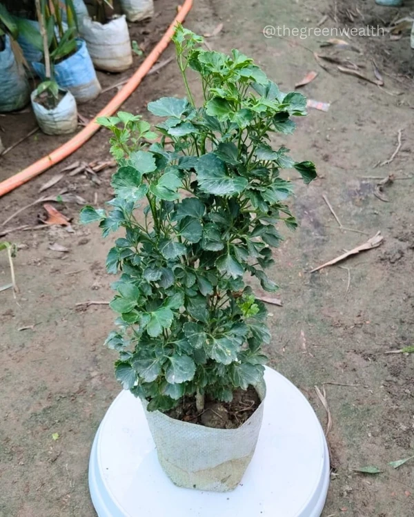 Aralia Bush - 4 Inch Grow Bag