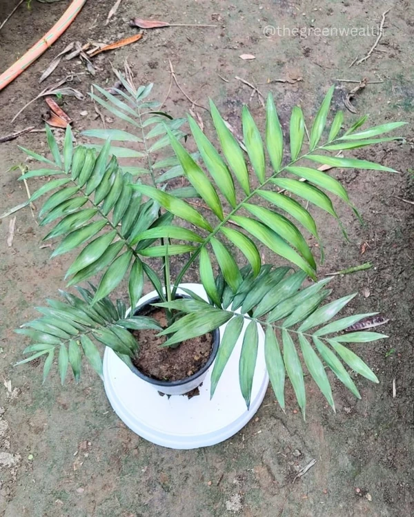 Chamaedorea Elegans Palm - 6 Inch Grow Planter