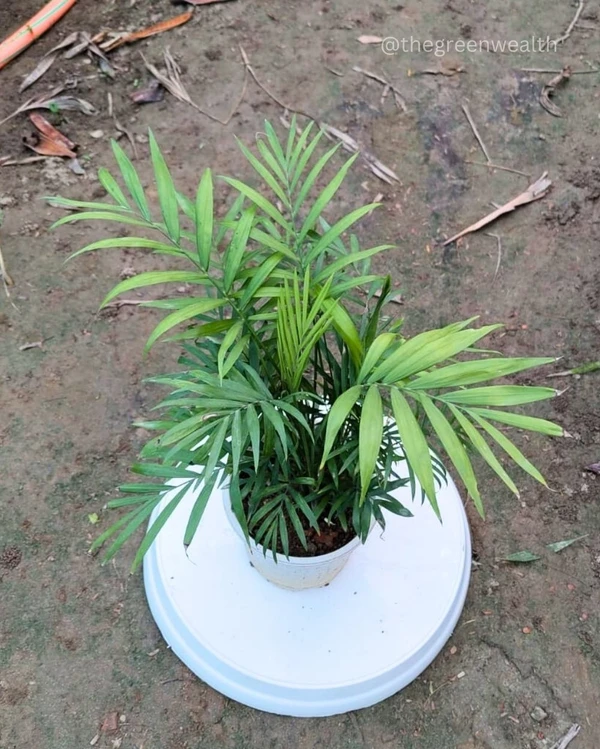 Table Areca Palm - 4 Inch Grow Planter