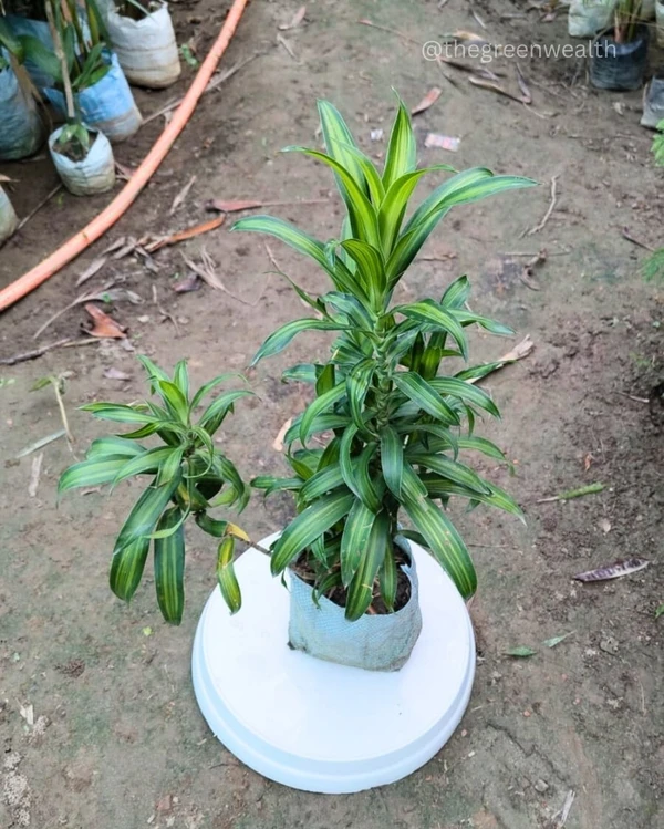  Dracaena Messenger - 6 Inch Grow Bag