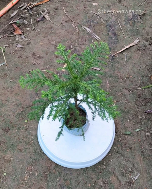 Araucaria/Christmas Tree  - 4 Inch Grow Bag