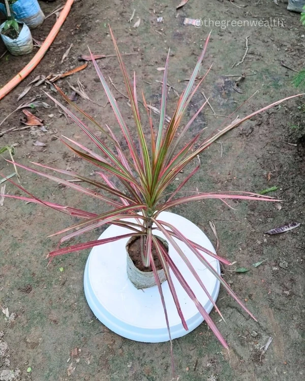 Dracaena Colorama  - 5 Inch Grow Bag