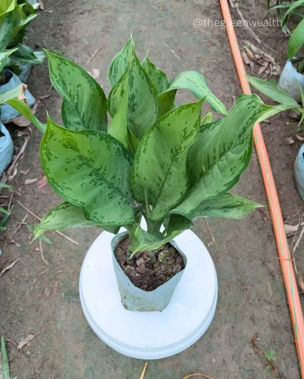 Aglaonema Chinese Evergreen - 7 Inch Grow Bag