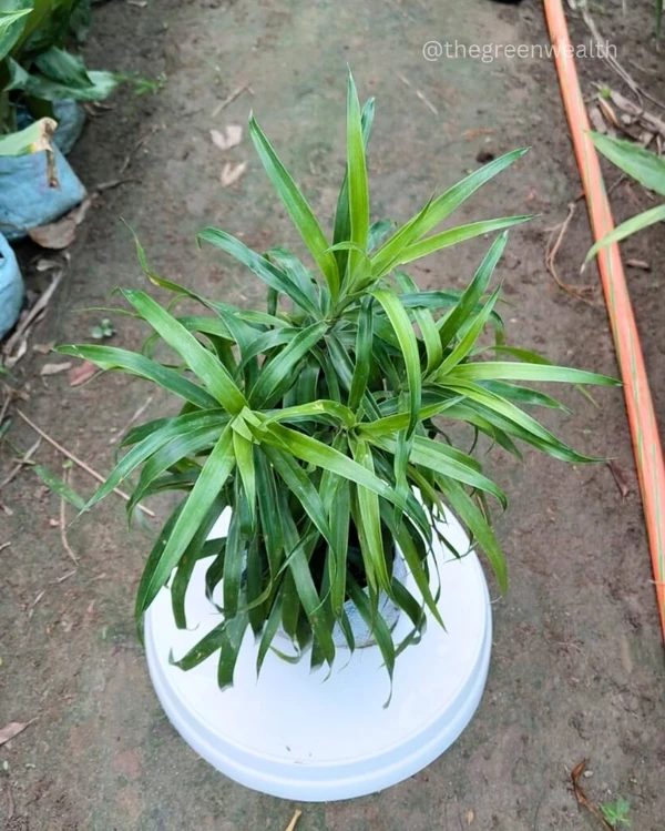 Dracaena Green - 7 Inch Grow Bag