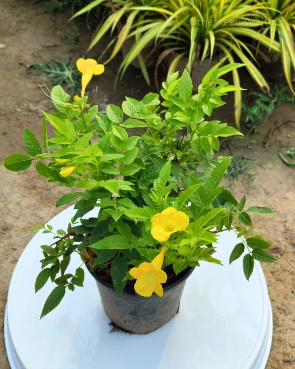  Tecoma Yellow - 6 Inch Grow Planter