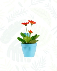 DZIRE POT  - 7 Inch, Blue