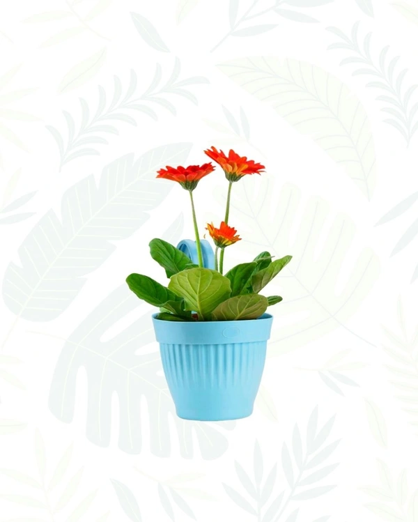 DZIRE POT  - 7 Inch, Blue