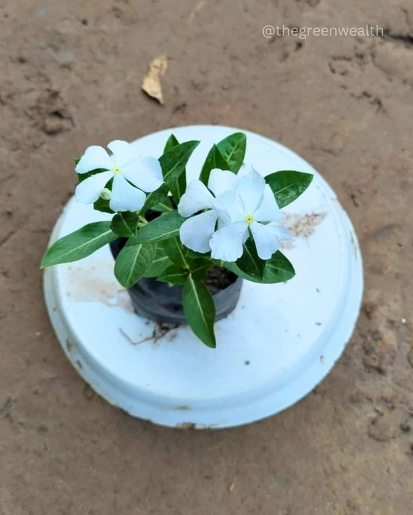 Sadabahar Vinca  White Colour in 4 inch Nursery Bag - 4 Inch Grow Bag