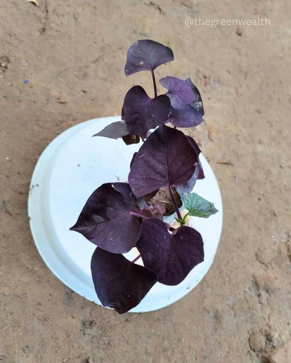Ipomoea Black heart vine - 4 Inch Grow Bag