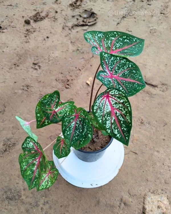 Caladium Plant - 6 Inch Grow Planter