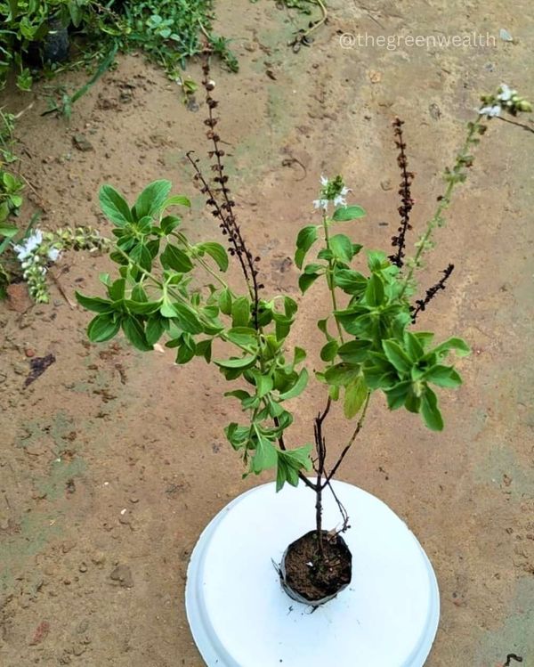 Camphor Kapoor Tulsi