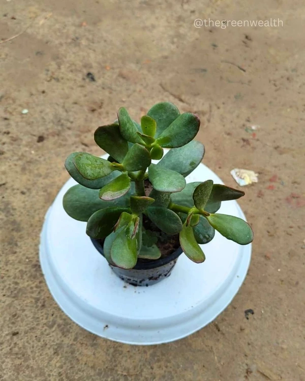 Crassula Plant - 4 Inch Grow Planter