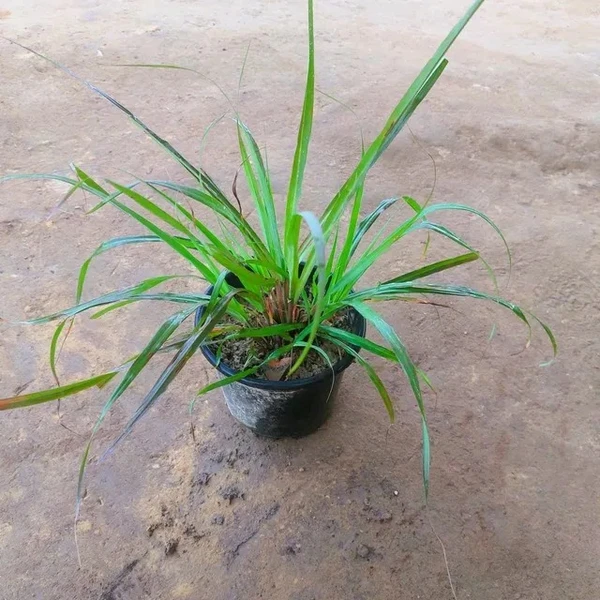 Lemon Grass - 6 Inch Grow Planter